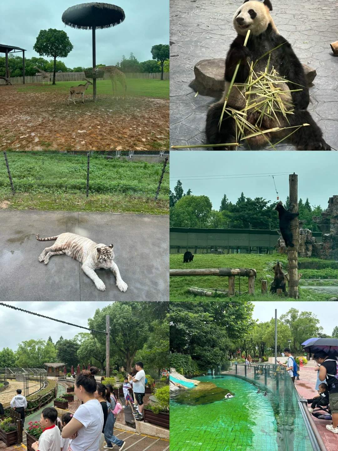 上海野生动物园-上海野生动物园攻略一日游